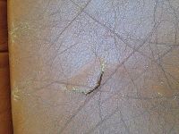 réparer, rénover mes deux banquettes en cuir