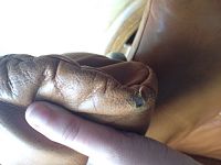 Canapé cuir Stressless