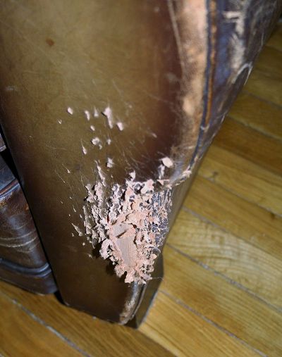 lacerations cat claws