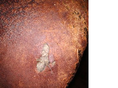 cuir club rattrapable ?