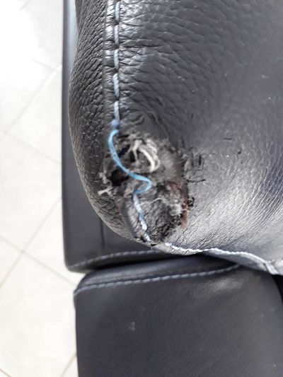 Têtière canapé mordillé par mon chien