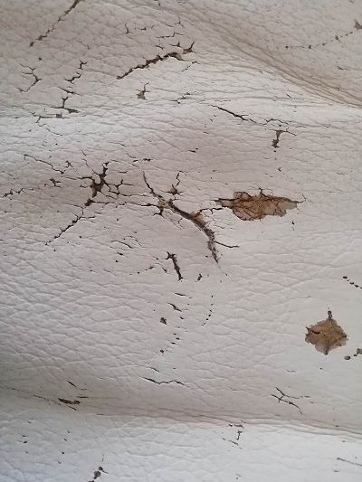 Coupure de 3 cm et griffures de chat