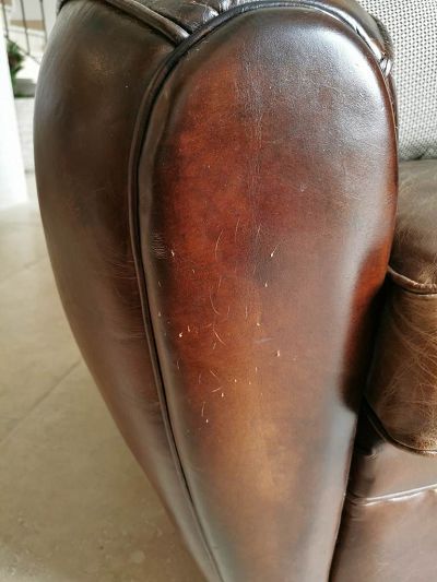 Griffure chat club cuir