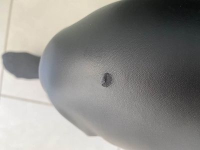 Pantalon en similicuir