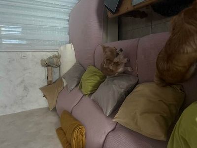 transfert de couleur des alèses de protection sur mon canapé en cuir